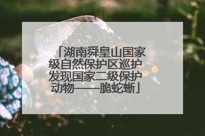 湖南舜皇山国家级自然保护区巡护发现国家二级保护动物——脆蛇蜥